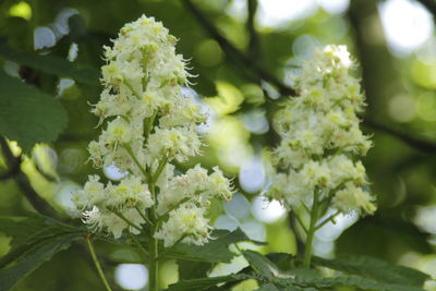 Close-up of white flowering plant