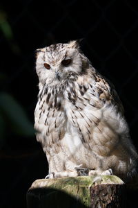 Close-up portrait of owl perching on black background