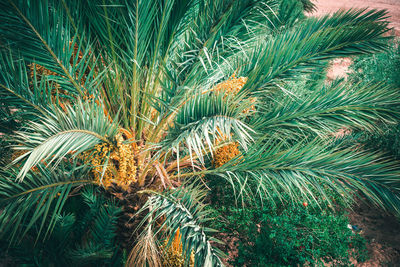 Close-up of palm tree against sky