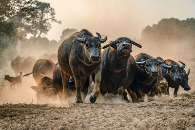 Buffaloes walking on dirt road