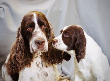 English springer spaniel und welpe