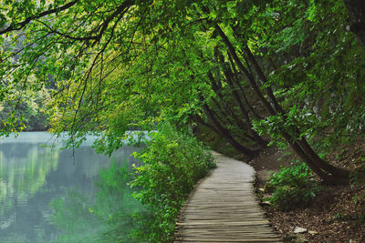 Footpath amidst trees in forest