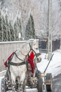 Person with horse in winter