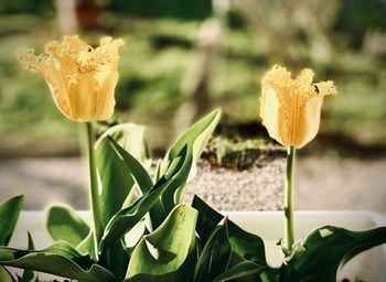 Close-up of yellow flowering plant