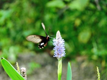 Close-up of butterfly pollinating on purple flower