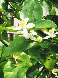 Close-up of white flowers