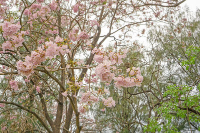 Low angle view of pink flowering tree