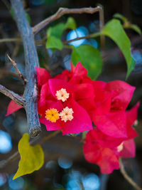 Close-up of pink flowering plant