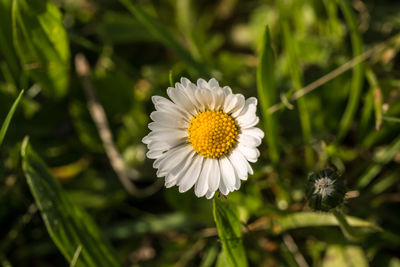 Close-up of bee on white flower blooming outdoors