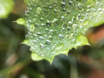 Close-up of water drops on leaf