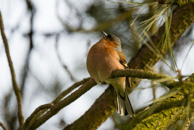 Close-up of bird perching on branch