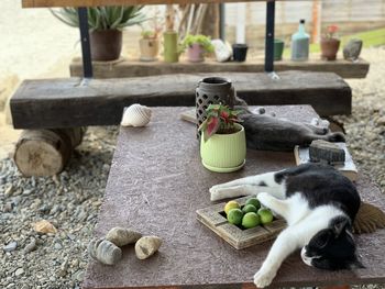 High angle view of cat in plate on table