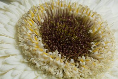 Close-up of white flower