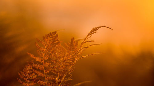 Close-up of wheat against orange sky