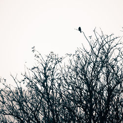 Low angle view of bird flying against clear sky