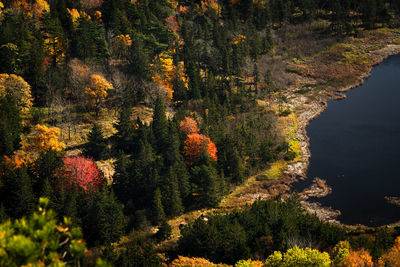 High angle view of trees by lake in forest during autumn