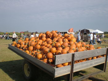 Pumpkins for sale at farmers market