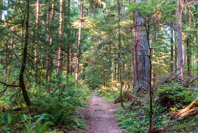 Footpath amidst trees in forest