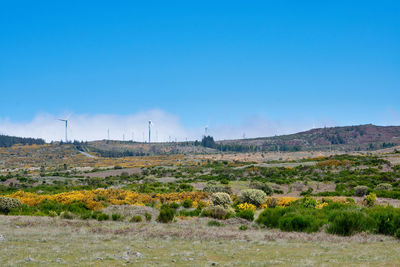 Scenic view of field against blue sky