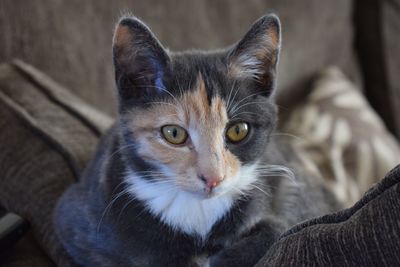 Close-up portrait of cat sitting on floor