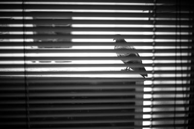 Bird perching on floor