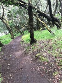 Trees growing in forest