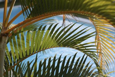 Close-up of palm leaves