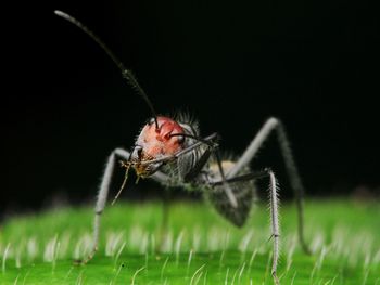 Close-up of insect on grass