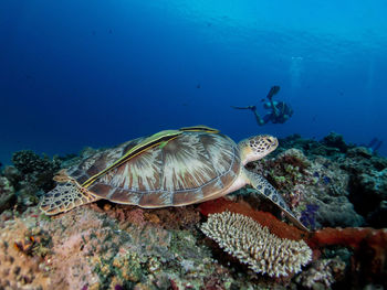 Turtle underwater with diver in the back