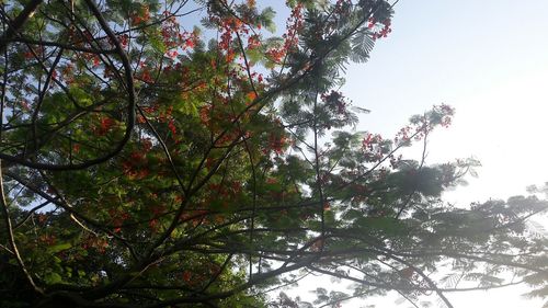 Low angle view of trees against sky