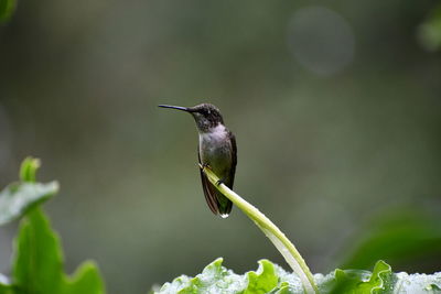 Close-up of bird perching on plant