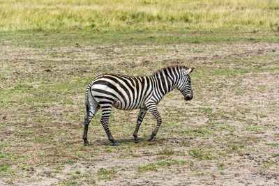 Zebra in the field with head down
