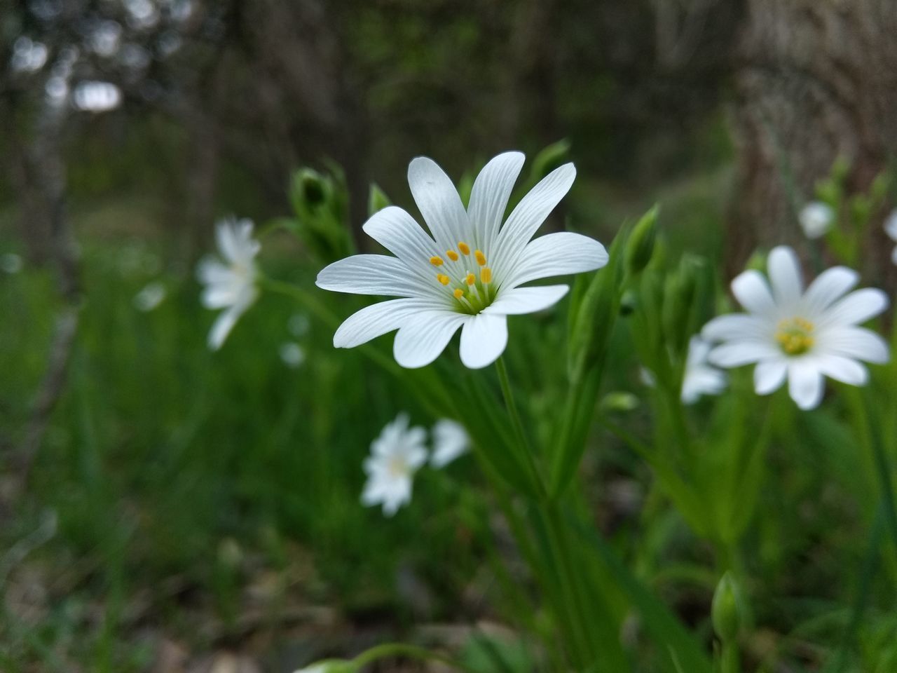 CLOSE-UP OF WHITE DAISY FLOWERS