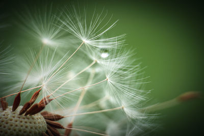 Close-up of dandelion on plant