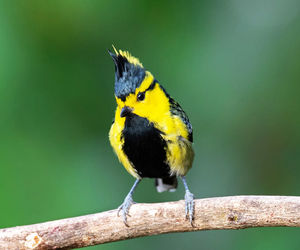 Close-up of bird perching on a branch