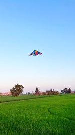 Scenic view of agricultural field against clear sky