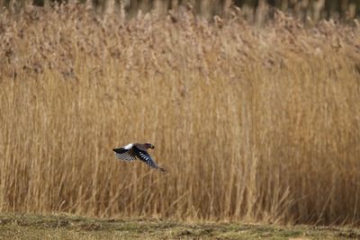 Jay flying with nut in its beak 