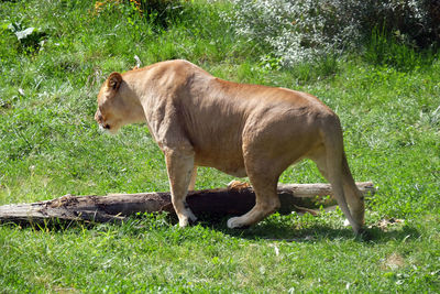 Lion, panthera leo