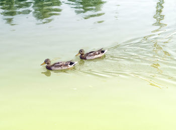 High angle view of ducks swimming on lake