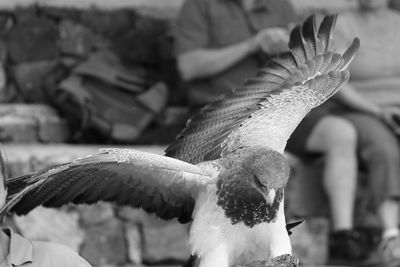 Close-up of hawk with spread wings