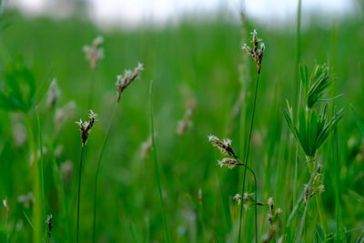 Close-up of insect on plant