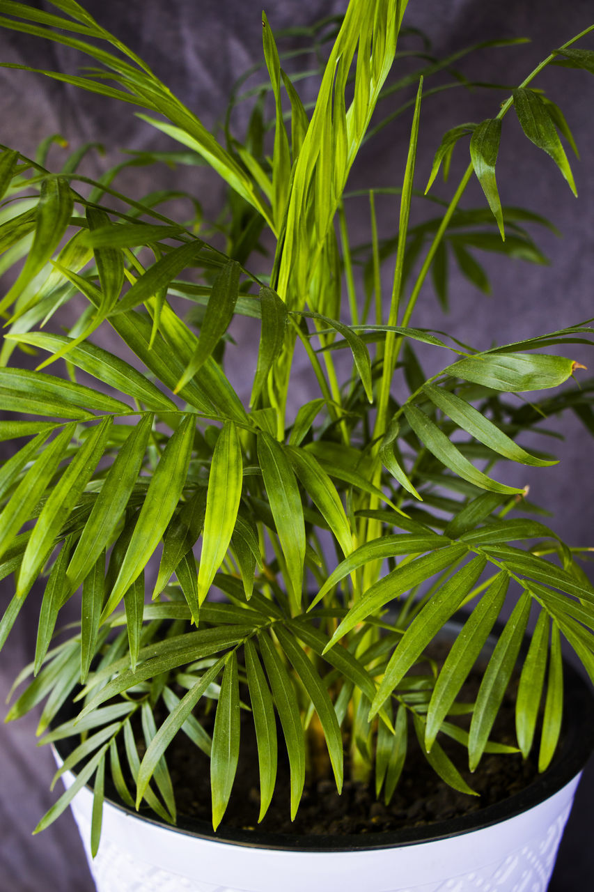 CLOSE-UP OF POTTED PLANT