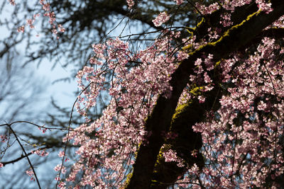 Low angle view of cherry blossom tree