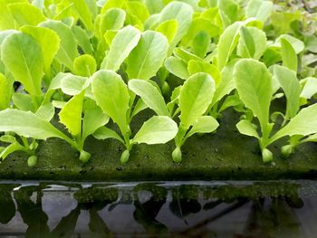 Close-up of wet leaves