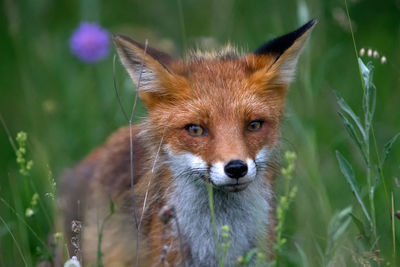 Close-up of a rabbit in a field