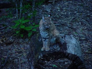 Portrait of cat in forest