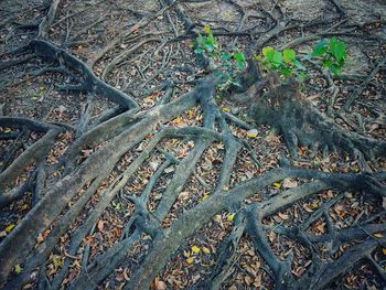Full frame shot of tree roots on field