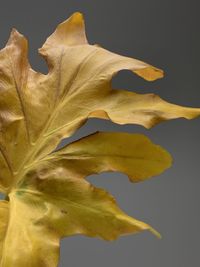 Close-up of yellow maple leaves against black background