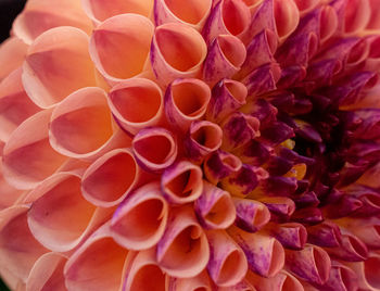 Full frame shot of pink dahlia