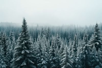 Pine trees in forest